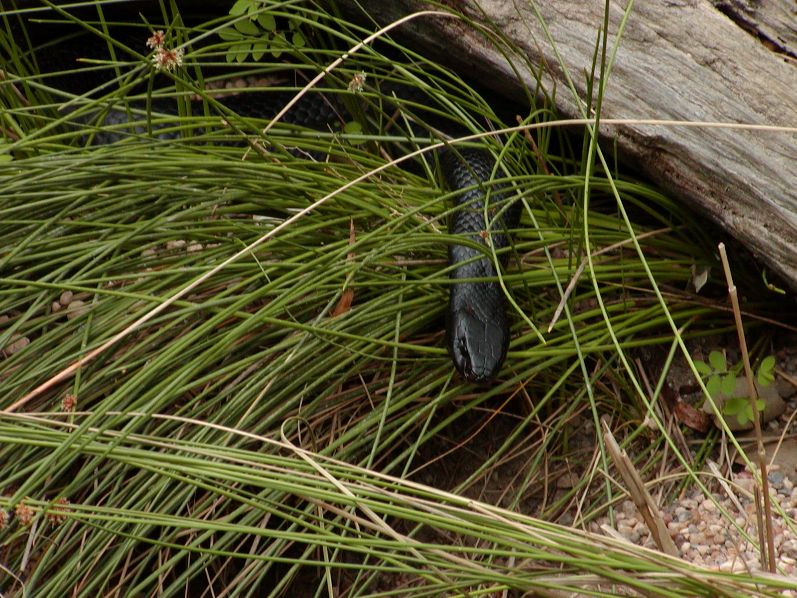 Red Bellied Black Snake.jpg [438 Kb]